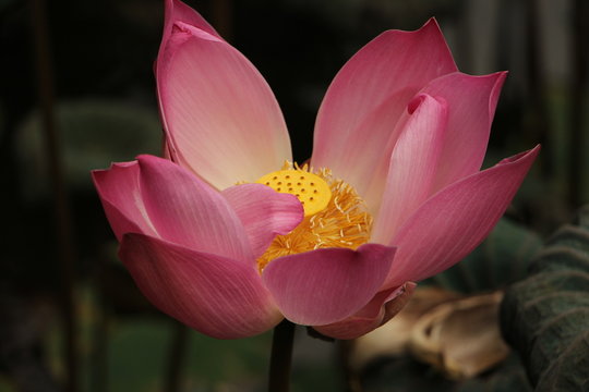 香港六合彩平特一肖